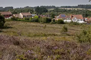 Encroaches Prints: Housing development along edge of internationally important heathland habitat