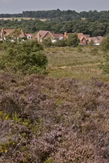 Housing development along edge of internationally important heathland habitat, Dunyeats Hill Nature Reserve