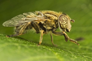 Flies Prints: Hoverfly (Eristalinus sepulchralis) adult, resting on leaf, Leicestershire, England, July