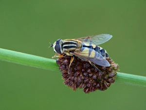 Flies Prints: Hoverfly (Helophilus trivittatus) adult, resting on stem, Leicestershire, England, July