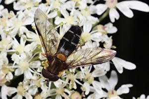 Hogweeds Prints: Hoverfly (Leucozona glaucia) adult male