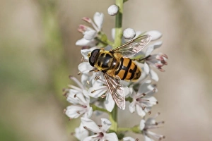Hoverfly (Myathropa florea) adult, feeding on flower in garden, Essex, England, august