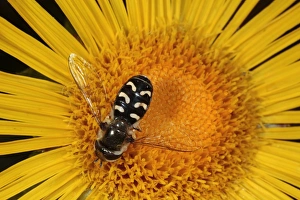 Hoverfly (Scaeva pyrastri) adult female, feeding on inula flower in garden, Powys, Wales, august