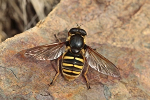 Powys Prints: Hoverfly (Sericomyia silentis) adult female, basking on rock, Powys, Wales, september