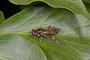 Flies Prints: Hoverfly (Xylota segnis) adult, resting on ivy leaf, Norfolk, England, September