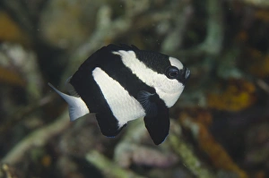 Indopacific Prints: Humbug Damselfish (Dascyllus aruanus) adult