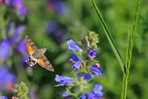 Hummingbird Hawkmoth (Macroglossum stellatarum) adult, in flight, feeding at flowers, Switzerland, June