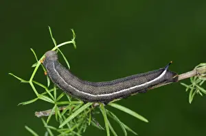 Hummingbird Hawkmoth (Macroglossum stellatarum) fully grown final instar larva, feeding on bedstraw, Oxfordshire, England, september