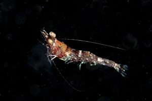 Crustaceans Prints: Humpback Prawn (Metapenaeopsis lamellata) adult
