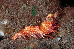 Humpback Prawn (Metapenaeopsis lamellata) adult, resting on sand at night, Seraya, Bali, Lesser Sunda Islands