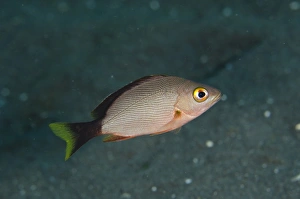 Indopacific Prints: Humpback Red Snapper (Lutjanus gibbus) juvenile
