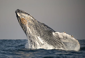 Humpback Whale (Megaptera novaeangliae) adult, breaching at surface of sea, offshore Port St