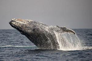 Humpback Whale (Megaptera novaeangliae) adult, breaching at surface of sea, offshore Port St