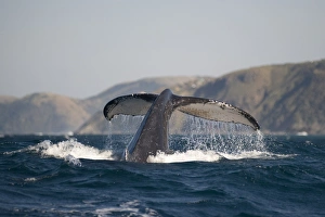 Humpback Whale (Megaptera novaeangliae) adult, tail flukes with barnacles, at surface of sea, offshore Port St