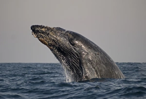 Jump Prints: Humpback Whale (Megaptera novaeangliae) adult