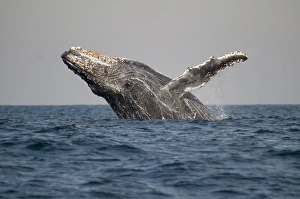 Humpback Whale (Megaptera novaeangliae) adult, breaching at surface of sea, offshore Port St. Johns, Wild Coast, Eastern Cape (Transkei), South Africa
