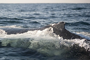 Humpback Whale (Megaptera novaeangliae) adult, dorsal fin, swimming at surface of sea, offshore Port St. Johns, Wild Coast, Eastern Cape (Transkei), South Africa
