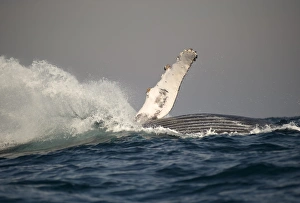 Humpback Whale (Megaptera novaeangliae) adult, breaching at surface of sea, offshore Port St