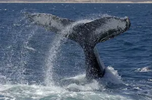 Humpback Whale (Megaptera novaeangliae) adult male, lob-tailing behaviour, beating tail against waters surface