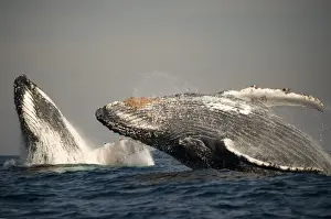 Jump Prints: Humpback Whale (Megaptera novaeangliae) adult pair