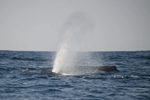 Humpback Whale (Megaptera novaeangliae) two adults, spouting at surface of sea, offshore Port St. Johns, Wild Coast, Eastern Cape (Transkei), South Africa