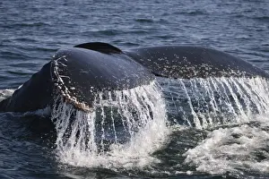 Humpback Whale (Megaptera novaeangliae) Tail fluke, Hermanus, South Africa