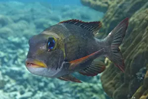 Humpnose Big-eye Bream (Monotaxis grandoculis) adult, swimming over reef, Sipadan Island, Sabah, Borneo, Malaysia