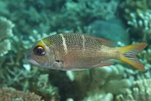 Sipadan Prints: Humpnose Big-eye Bream (Monotaxis grandoculis) sub-adult