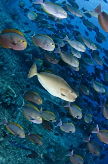 Komodo Prints: Humpnose Unicornfish (Naso tuberosus) adult