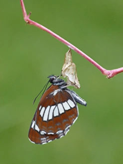 Emerge Prints: Hungarian Glider (Neptis rivularis) adult
