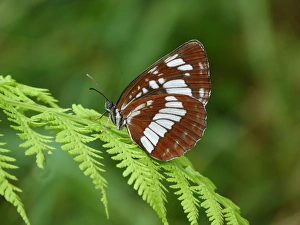 Fern Prints: Hungarian Glider (Neptis rivularis) adult female