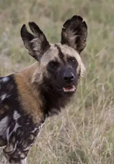 Botswana Prints: Hunting Dog with battle scar ears. Lycaon pictus is a large canid found only in Africa