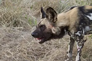 Cape Prints: Hunting dog eating meat. Lycaon pictus is a large canid found only in Africa