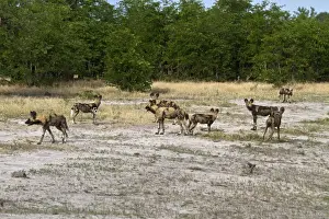 Botswana Prints: Hunting dog pack. Lycaon pictus is a large canid found only in Africa