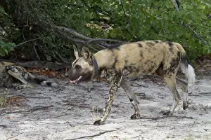 Collar Prints: Hunting Dog with radio collar. Lycaon pictus is a large canid found only in Africa