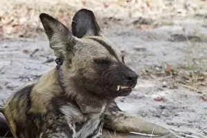 Hunting Dog with radio collar. Lycaon pictus is a large canid found only in Africa