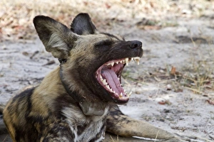 Hunting dog with radio collar yawns. Lycaon pictus is a large canid found only in Africa