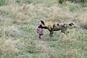 Cape Prints: Hunting dog running with part of an Impala