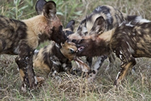 Cape Prints: Hunting dogs fighting over impala head