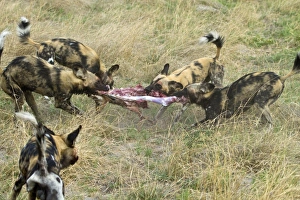 Botswana Prints: Hunting dogs pull Impala apart. Lycaon pictus is a large canid found only in Africa