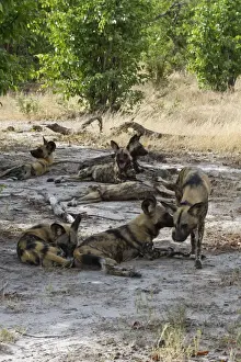 Botswana Prints: Hunting Dogs rest in the shade of trees