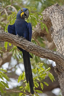 Hyacinth Macaw (Anodorhynchus hyacinthinus) adult, perched on branch, Pantanal, Mato Grosso, Brazil