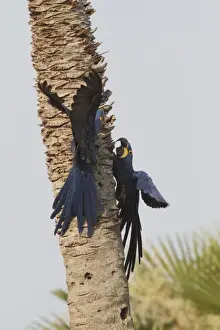 Hyacinth Macaw (Anodorhynchus hyacinthinus) adult breeding pair, interacting whilst clinging to palm tree trunk, Pantanal, Mato Grosso, Brazil