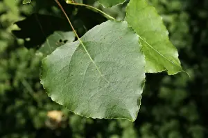 Deciduous Prints: Hybrid Black Poplar (Populus x canadensis) close-up of leaf