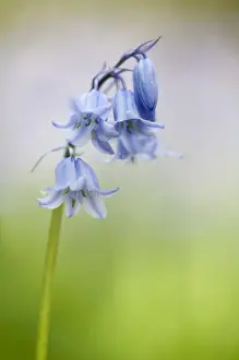Aliens Prints: Hybrid Bluebell (Endymion non-scriptus x hispanica) Common x Spanish hybrid