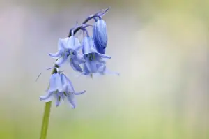 Hybrid Bluebell (Endymion non-scriptus x hispanica) Common x Spanish hybrid, close-up of flowers, Warton Crag