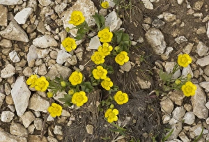 Dolomite Prints: Hybrid Buttercup (Ranunculus hybridus) flowering