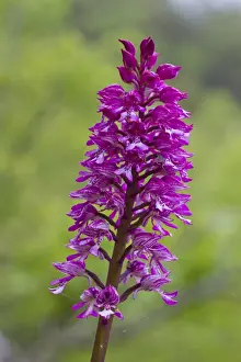 Pyrenean Prints: Hybrid Orchid (Orchis hybrida) hybrid of Lady Orchid (O. purpurea) and Military Orchid (O)