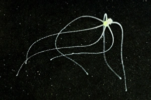 Hydrozoans Prints: Hydra (Hydra viridis) with tentacles extended, Italy, june