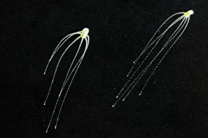 Hydrozoans Prints: Hydra (Hydra viridis) two, with tentacles extended, Italy, june